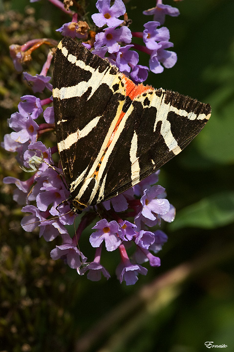 Euplagia quadripunctaria